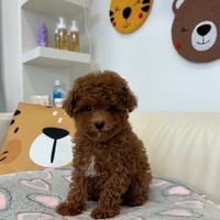 Barboncini toy e mini femmine