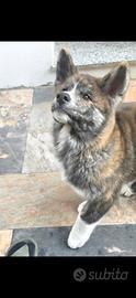 Cucciolo tigrato Akita Inu