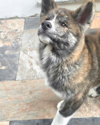 Cucciolo tigrato Akita Inu