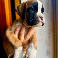 Cucciola Boxer Fulvo