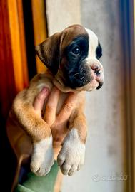 Cucciola Boxer Fulvo