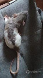 Ratto da compagnia