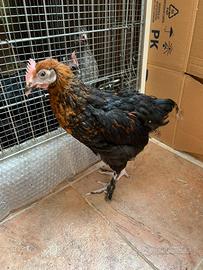 Marans nero ramato di 3 mesi e 3 giorni