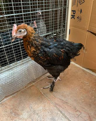 Marans nero ramato di 3 mesi e 3 giorni