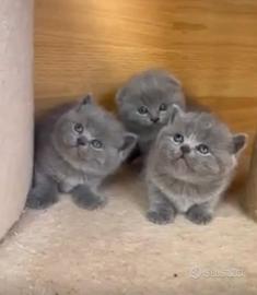 Scottish straight e fold