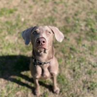 Dog-sitter esperto zona Chieti scalo