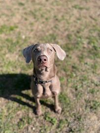 Dog-sitter esperto zona Chieti scalo