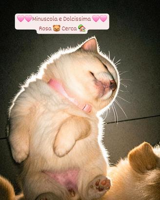 Spitz