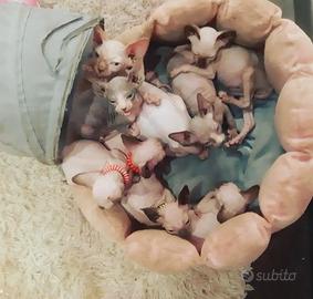 Sphynx