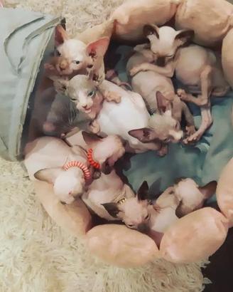 Sphynx