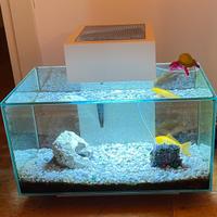 Askoll Fluval Edge 23 lt