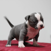 American bully