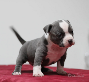 American bully