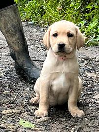 Labrador femmina