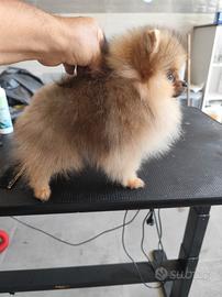maschietto di spitz Pomerania nano 