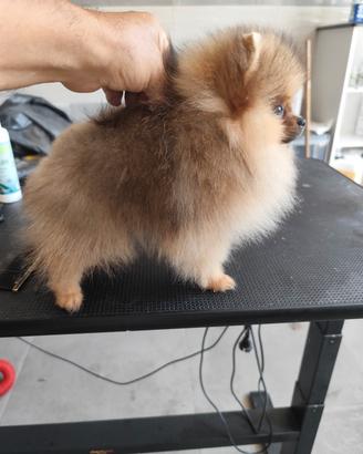 maschietto di spitz Pomerania nano 