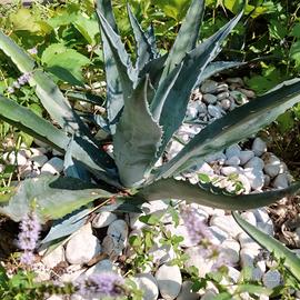 agave