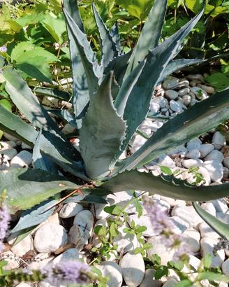 agave