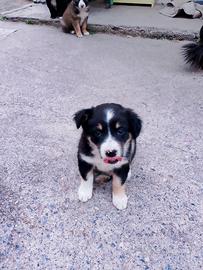Cagnolini taglia medio/piccola