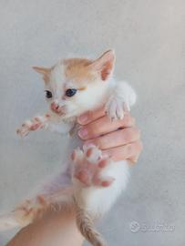 Cuccioli di gatto