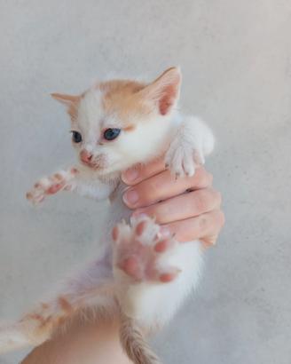 Cuccioli di gatto
