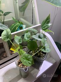 Alocasia Silver Dragon🌱