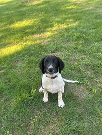 SPRINGER SPANIEL INGLESE PEDIGREE ENCI