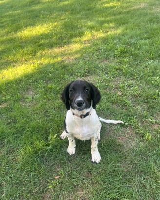 SPRINGER SPANIEL INGLESE PEDIGREE ENCI