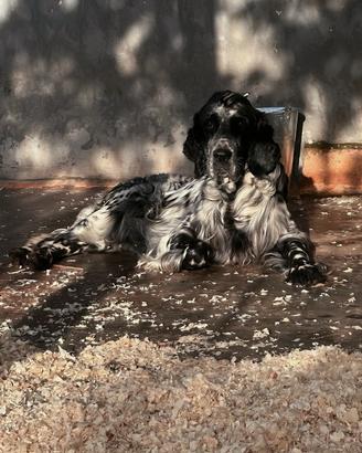 Cuccioli SETTER INGLESE