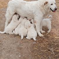 Cuccioli di maremmano