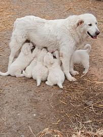 Cuccioli di maremmano