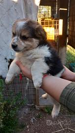 Cucciolo di incrocio Jack Russell-Volpino Italiano
