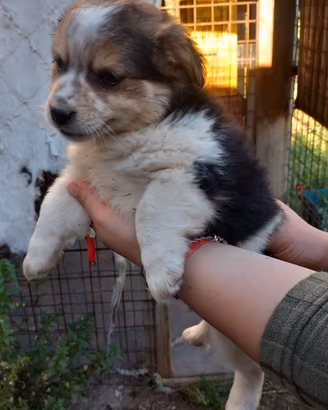 Cucciolo di incrocio Jack Russell-Volpino Italiano