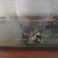 Tartarughe aqua dolce