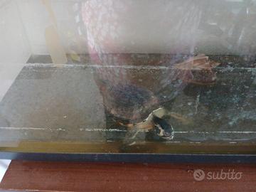 Tartarughe aqua dolce