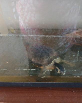 Tartarughe aqua dolce