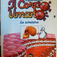 il corpo umano deagostini 