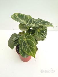 Anthurium Silver Blush