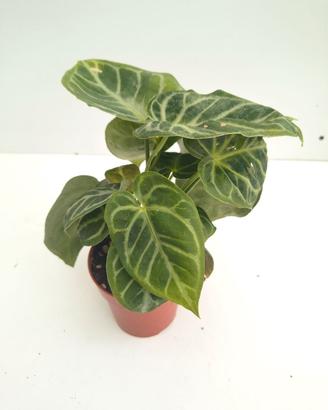 Anthurium Silver Blush