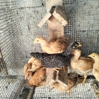 Amrok robusta lionata e bionda piemontese per incu