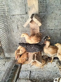 Amrok robusta lionata e bionda piemontese per incu