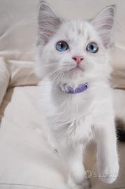 Ragdoll femmina con pedigree di 3 mesi