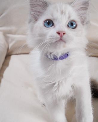 Ragdoll femmina con pedigree di 3 mesi