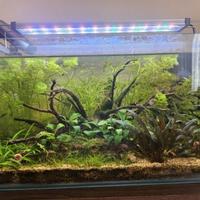 Acquario Completo 45L-maturo con fauna e flora