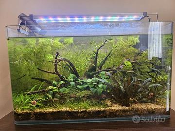 Acquario Completo 45L-maturo con fauna e flora
