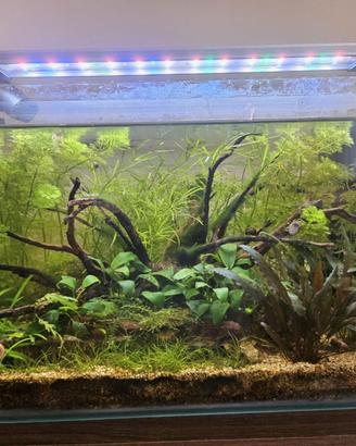 Acquario Completo 45L-maturo con fauna e flora