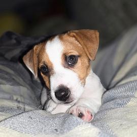 jack Russel terrier 