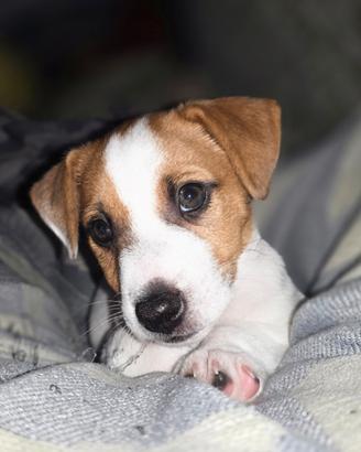 jack Russel terrier 