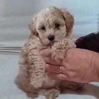Maltipoo