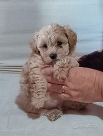 Maltipoo